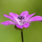 Geranium
